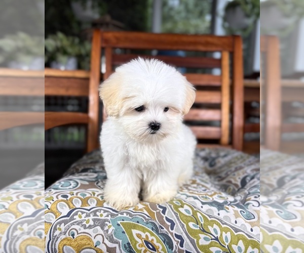 Medium Photo #2 Mal-Shi Puppy For Sale in NOBLESVILLE, IN, USA