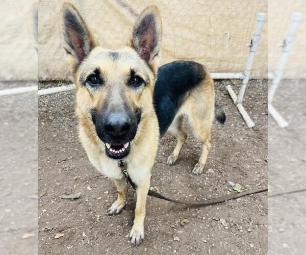 Medium Photo #3 German Shepherd Dog Puppy For Sale in Santa Barbara, CA, USA