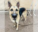 Small #2 German Shepherd Dog