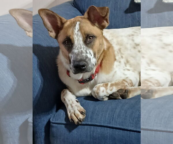 Medium Photo #3 Mutt Puppy For Sale in Topeka, KS, USA