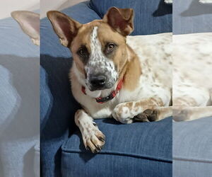 Henry - Male Mutt Dog for Adoption - Photo #3