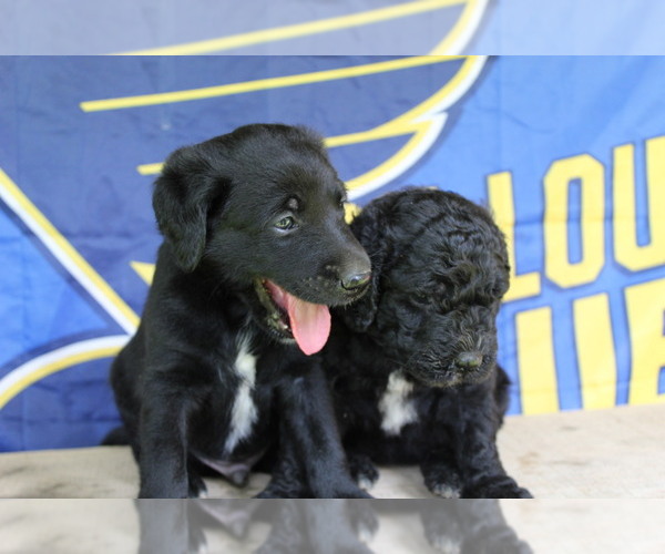 Medium Photo #8 Double Doodle Puppy For Sale in FREDERICKTOWN, MO, USA