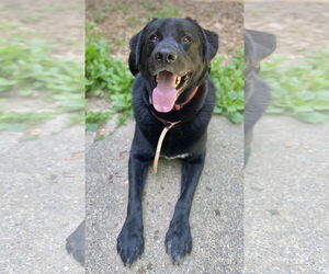 Shadow (King) Havard - Male Labrador Retriever-Unknown Mix Dog for Adoption - Photo #5