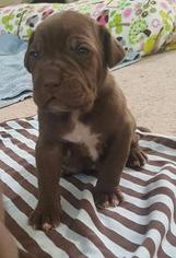Neapolitan Mastiff Puppy for sale in GILBERT, AZ, USA