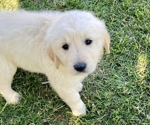 English Cream Golden Retriever Puppy for sale in RIVERSIDE, CA, USA