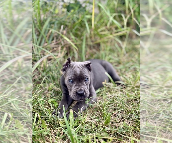 Medium Photo #5 Cane Corso Puppy For Sale in CLARKRANGE, TN, USA