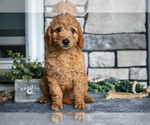 Puppy Billy Goldendoodle (Miniature)