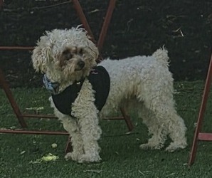 Father of the Poodle (Toy) puppies born on 05/18/2026