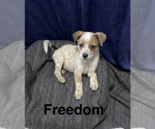 Medium Photo #1 Mutt Puppy For Sale in Topeka, KS, USA