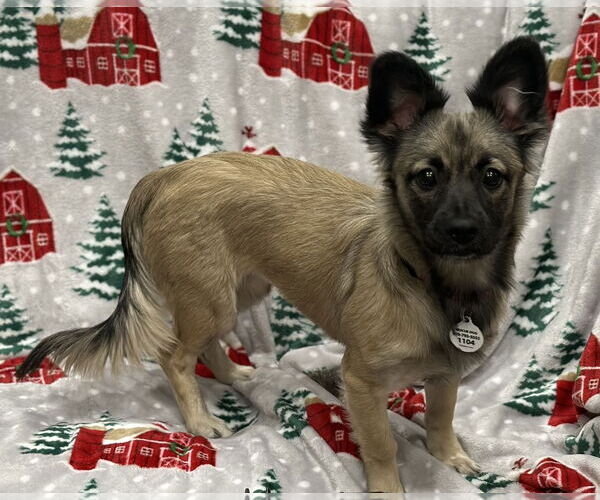 Medium Photo #1 Dachshund-Unknown Mix Puppy For Sale in Wakefield, RI, USA