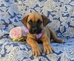 Small Photo #9 Boerboel Puppy For Sale in OXFORD, PA, USA