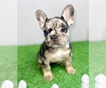 Small Photo #7 French Bulldog Puppy For Sale in MOBILE, AL, USA