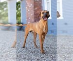 Small Photo #1 Rhodesian Ridgeback-Unknown Mix Puppy For Sale in Denton, TX, USA