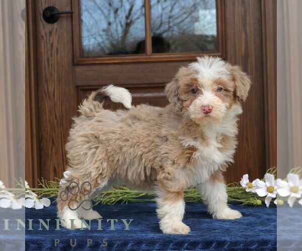 Medium Photo #1 Bernedoodle (Miniature) Puppy For Sale in NARVON, PA, USA
