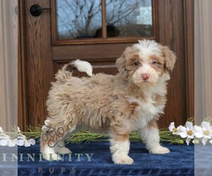 Bernedoodle (Miniature) Puppy for sale in NARVON, PA, USA