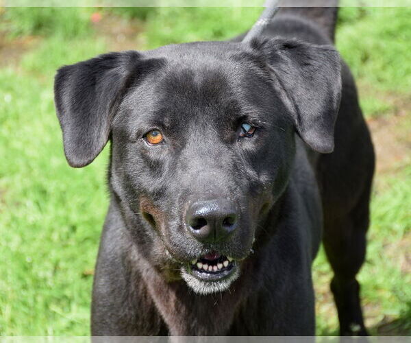 Medium Photo #1 Mutt Puppy For Sale in Anniston, AL, USA