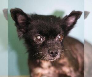 Pomeranian-Unknown Mix Dogs for adoption in San Antonio, TX, USA