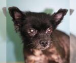 Small Pomeranian Mix