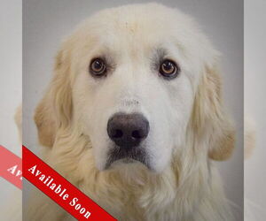 Great Pyrenees Dogs for adoption in Huntley, IL, USA
