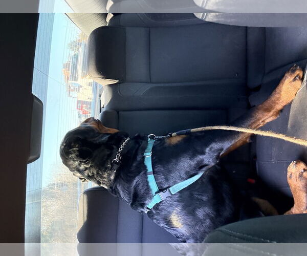 Medium Photo #6 Rottweiler Puppy For Sale in White Hall, AR, USA