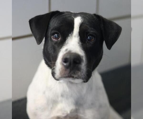 Medium Photo #1 Mutt Puppy For Sale in San Antonio, TX, USA