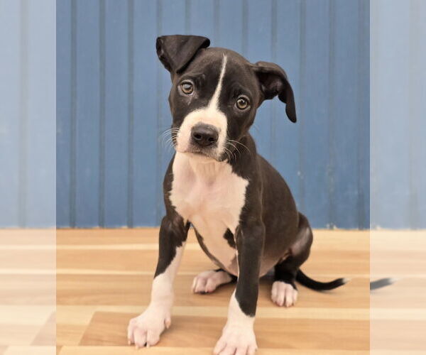Medium Photo #3 American Staffordshire Terrier-Unknown Mix Puppy For Sale in Lakewood, CO, USA