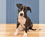 Small Photo #3 American Staffordshire Terrier-Unknown Mix Puppy For Sale in Lakewood, CO, USA