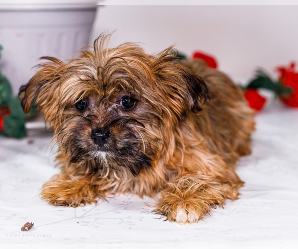 Medium Photo #5 Shorkie Tzu Puppy For Sale in WAKARUSA, IN, USA