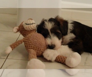 Cadoodle Puppy for sale in PERU, IN, USA