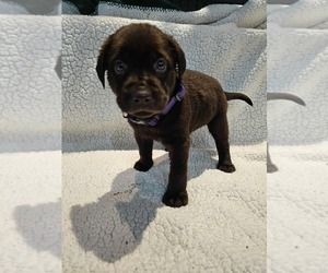 Medium Labrador Retriever