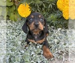 Small #1 Dachshund