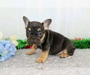 French Bulldog Puppy for sale in FREDERICKSBG, OH, USA