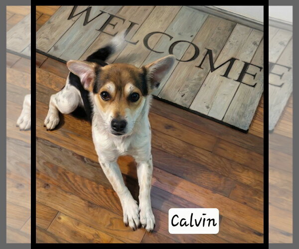 Medium Photo #1 Mutt Puppy For Sale in Granbury, TX, USA