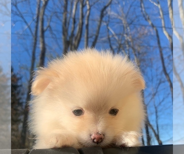 Medium Photo #17 Pomeranian Puppy For Sale in PORTLAND, ME, USA