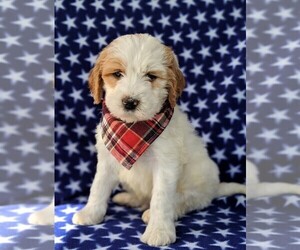 Goldendoodle-Miniature Bernedoodle Mix Puppy for sale in GLEN ROCK, PA, USA