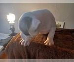 Small Photo #4 American Bully Puppy For Sale in DETROIT, MI, USA