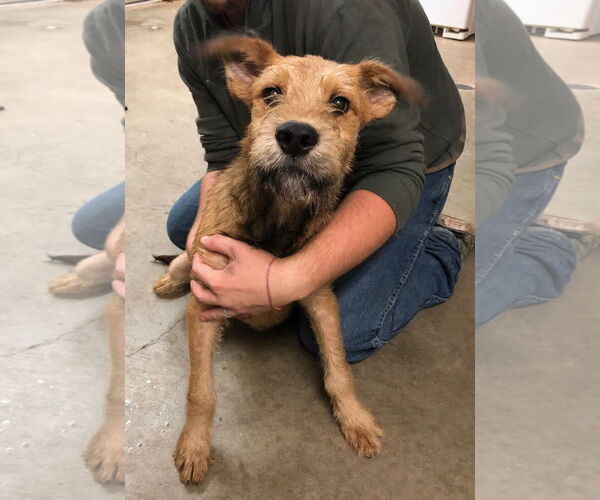 Medium Photo #3 Great Dane-Unknown Mix Puppy For Sale in Amarillo, TX, USA