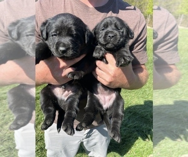 Medium Photo #4 Labrador Retriever Puppy For Sale in KINGS MOUNTAIN, NC, USA