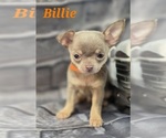 Small #8 Chihuahua