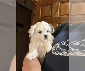 Morkie Puppy for sale in CAMBY, IN, USA