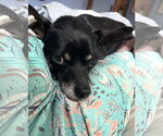 Small #3 Chihuahua Mix