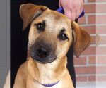 Small #2 Mutt