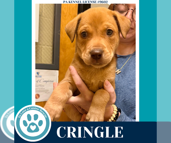 Medium Photo #3 Labrador Retriever-Unknown Mix Puppy For Sale in Kimberton, PA, USA