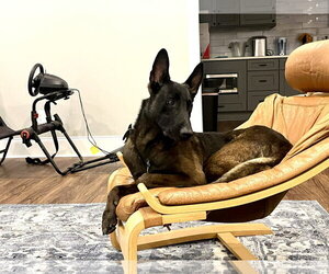 Echo - GA - Male Mutt Dog for Adoption - Photo #3
