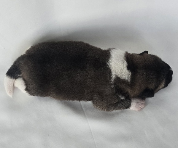 Medium Photo #2 Akita Puppy For Sale in STRAFFORD, MO, USA