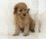 Small Photo #13 Goldendoodle Puppy For Sale in TOPEKA, KS, USA
