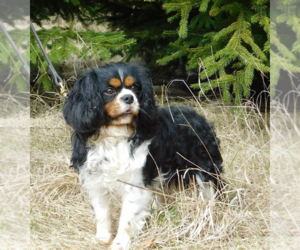 Father of the Cavalier King Charles Spaniel puppies born on 10/06/2023