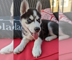Siberian Husky Puppy for sale in CARNEGIE, PA, USA