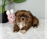 Small Photo #6 Mal-Shi Puppy For Sale in FRANKLIN, IN, USA