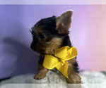 Puppy Puppy 1 John Yorkshire Terrier